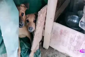 狗笼做了一半下雨了，看小狗狗躲这里避雨