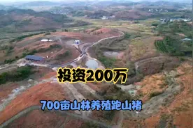 网友投资200万养殖跑山猪，700多亩的养殖基地很适合放养！视频封面