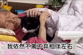 超级治愈，猫咪探望病床上的老奶奶！视频封面