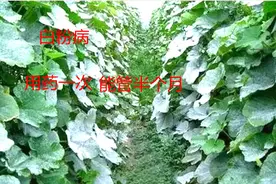 高温高湿时节黄瓜甜瓜易发白粉病，这样用药一次能管20天视频封面
