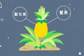 菠萝是长在地上还是长在树上？视频封面