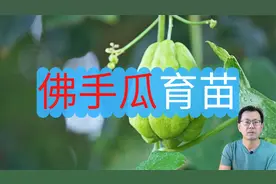 佛手瓜催芽方法，佛手瓜什么时候育苗？简单又轻松的方法！视频封面