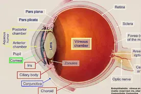 眼内炎发生的原因是什么？视频封面