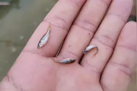 广东一斤5000条土鲮卖9块钱，很多人买来做鱼种视频封面