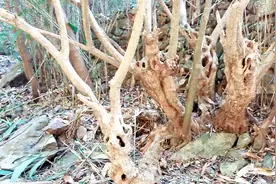 深山小溪边石头缝里，生长着很多名贵树种，有不少长相奇特的树木视频封面