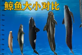 如果把所有鲸鱼做一个比较，谁的体型是最大的？