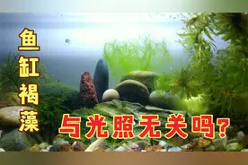 鱼缸褐藻真与光照没有关系吗？褐藻变绿藻，取决于光照强度和时间视频封面