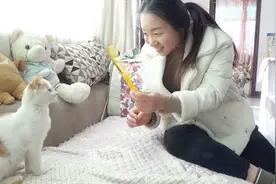 猫听见刮梳子的声音会吐？袄张用自己家的猫做实验，看看会中招吗