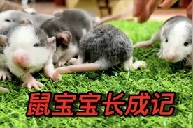 花枝鼠宝宝的成长过程，一天一个样