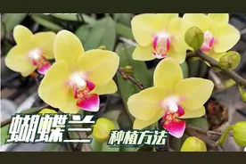 花期长达半年的蝴蝶兰，其实是一种懒人植物，做好几点就能养爆盆视频封面