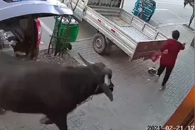 大妈穿红衣上街遭老牛追赶，机智掉头躲过一劫