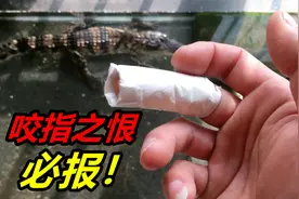 饲养宠物鳄鱼需谨慎，手指又被咬了，必须整治它视频封面