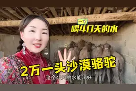 小驼羔为啥不单卖？新疆沙漠骆驼40天不喝水能存活，2万一头贵不视频封面