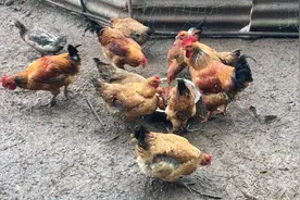 给大家看看一种能长到10斤的鸡，5-6斤重居然还是一个孩子视频封面