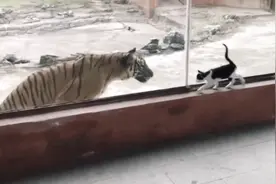 一只猫误闯老虎园，下一刻老虎的举动，让猫拔腿就跑！视频封面