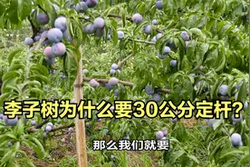 李子树为什么要30公分定杆？