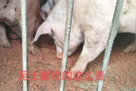 猪不采食了，小伙直接用泥土喂猪这是怎么回事？说出来好处多多