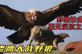 老鹰大战野狼，野狼被虐的毫无反抗之力，镜头记录精彩全过程！视频封面