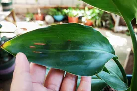 鹤望兰叶片失绿还焦边？原因是缺了它，教你正确的处理方法视频封面