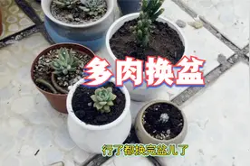 给多肉姬珊瑚银毛球马库斯换换盆，让多肉和花盆大小相配