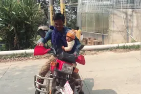 拉祜族男人用一块布背着孩子，骑着摩托车，来茶厂送鲜茶叶