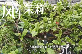 风车茉莉进入开花季，病害少，养殖省心，春季养花别错过