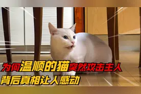 为何一直温顺的猫咪突然攻击主人，背后真相让人感动视频封面