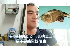 八哥的新城疫形成的原因和治疗方法以及预防措施