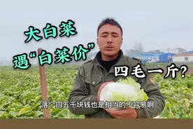 河南农村白菜成熟了,10亩菜卖了几千块真是白菜价,看看多少钱1斤视频封面