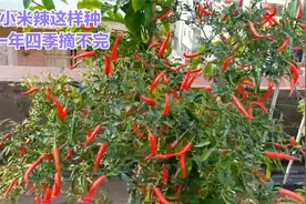 楼顶种菜：小米辣这样种上一棵，一年四季都有得摘，不用花钱买了