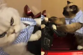 两只小猫为抢坐玩具车，竟然大打出手，顿时上演“比武大赛”