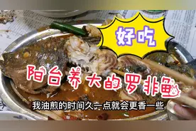 阳台养的罗非鱼快被打死了，只好红烧，自己养大的鱼还真是好吃！视频封面