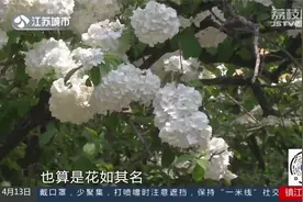南京玄武湖：繁花满枝木香似“瀑布”，绣球花绽放春色满园！视频封面