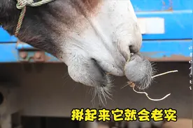 给驴修蹄为啥要把它的嘴巴拧起来？原来这是师傅的绝招，专治倔驴