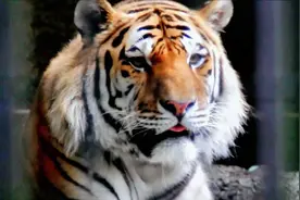 这么霸气的老虎偏偏爱吐舌头！视频封面