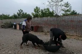 天冷了用废轮胎做狗窝，既保暖又抗造，现在教大家们怎么翻轮胎视频封面