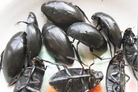 姚大厨黑暗美食，爆炒龙虱看着很香，吃完还意犹未尽