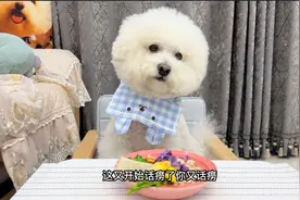这狗成精啦，不仅能和主人聊天还能互动，真是太有意思啦视频封面