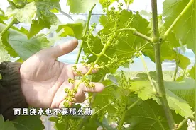如何科学的进行葡萄拉穗？专家手把手来教您