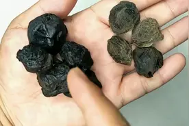 带有烟熏味的乌梅会致癌？今天带大家了解烟熏乌梅和无烟乌梅视频封面