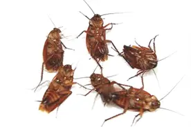 灭蟑螂别用蟑螂药，家里角落放一点，蟑螂几天就消失无踪，真管用视频封面