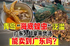 青岛发生“海星”泛滥，广东吃货却拿来煲汤，海星到底能不能吃？