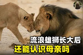 流浪雄狮长大后能不能认出生母？如果不能，如何避免近亲繁殖？视频封面