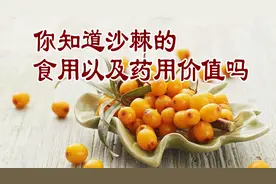 老中医养生谈：你知道沙棘的食用以及药用价值吗视频封面