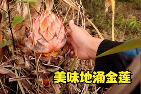 云南冬季山里特有的美味地莲花，这个吃法很特别视频封面