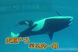 虎鲸在海洋馆产子，崽子出生就有两米长，罕见的一幕视频封面