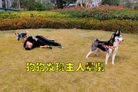 狗狗发现主人突然晕倒会是啥反应？二哈的反应笑得我肚疼，太逗了视频封面