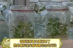 农博士：种菊时，多用脱毒技术来培育种苗，可有效增加菊花的产量视频封面