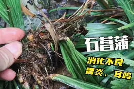 深山里的石菖蒲，具有开窍化痰祛风除湿的作用，胃炎、耳鸣可用到