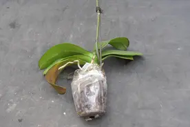 蝴蝶兰这样修剪，养护得当，很快又冒花箭